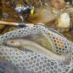 今シーズン初の尺イワナ